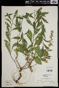 Solidago puberula image