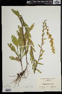 Solidago puberula image