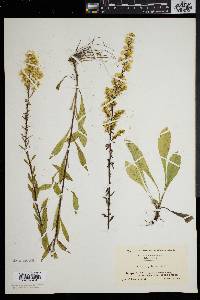 Solidago puberula image