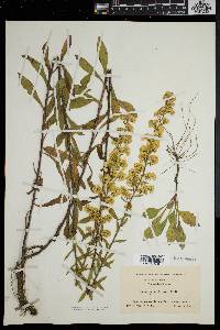 Solidago puberula image