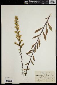 Solidago puberula image