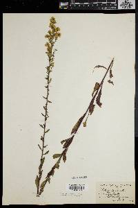 Solidago puberula image