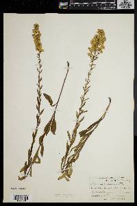 Solidago puberula image