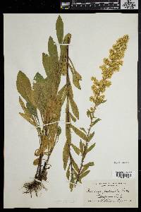 Solidago puberula image