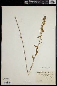 Solidago puberula image