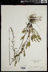 Solidago puberula image