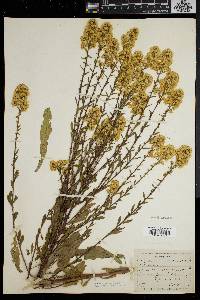 Solidago puberula image