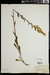 Solidago puberula image