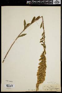 Solidago puberula image