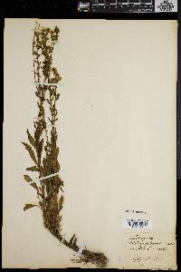 Solidago puberula image