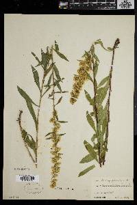 Solidago puberula image