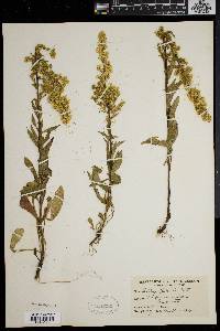 Solidago puberula image