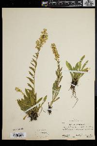 Solidago racemosa image