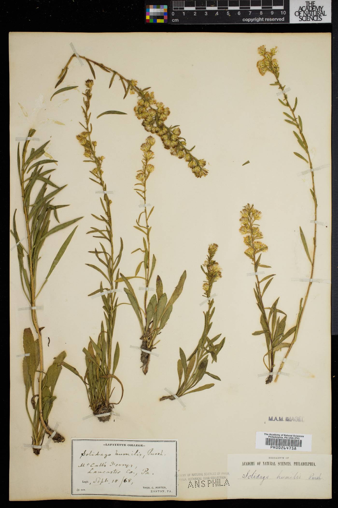 Solidago racemosa image