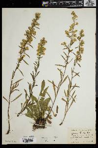 Solidago racemosa image