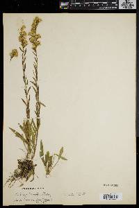 Solidago racemosa image