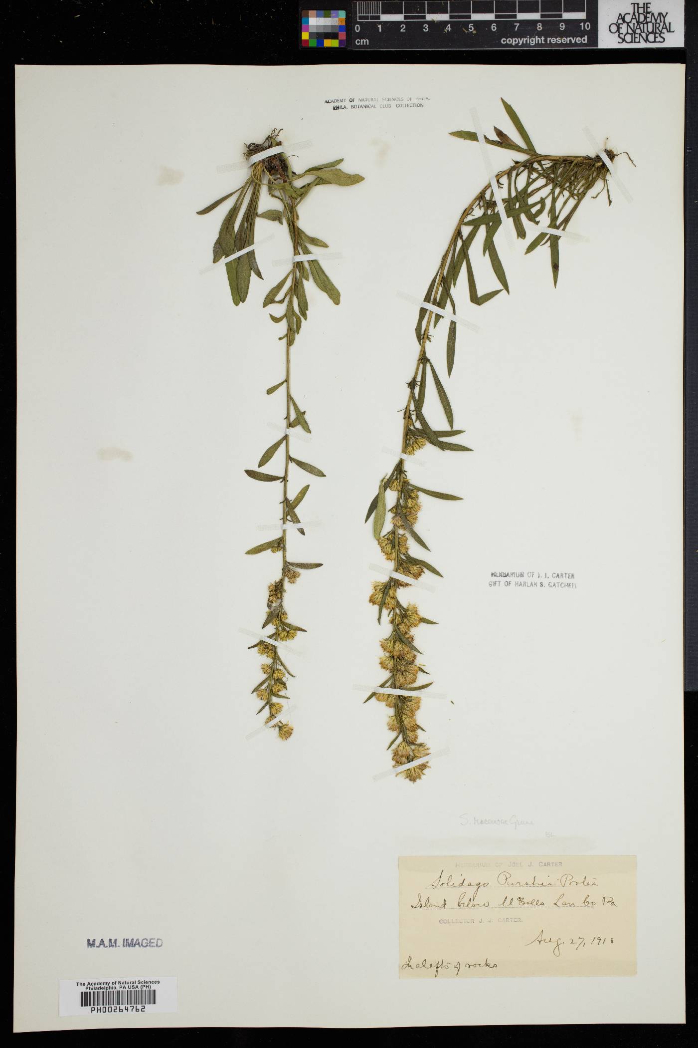 Solidago racemosa image