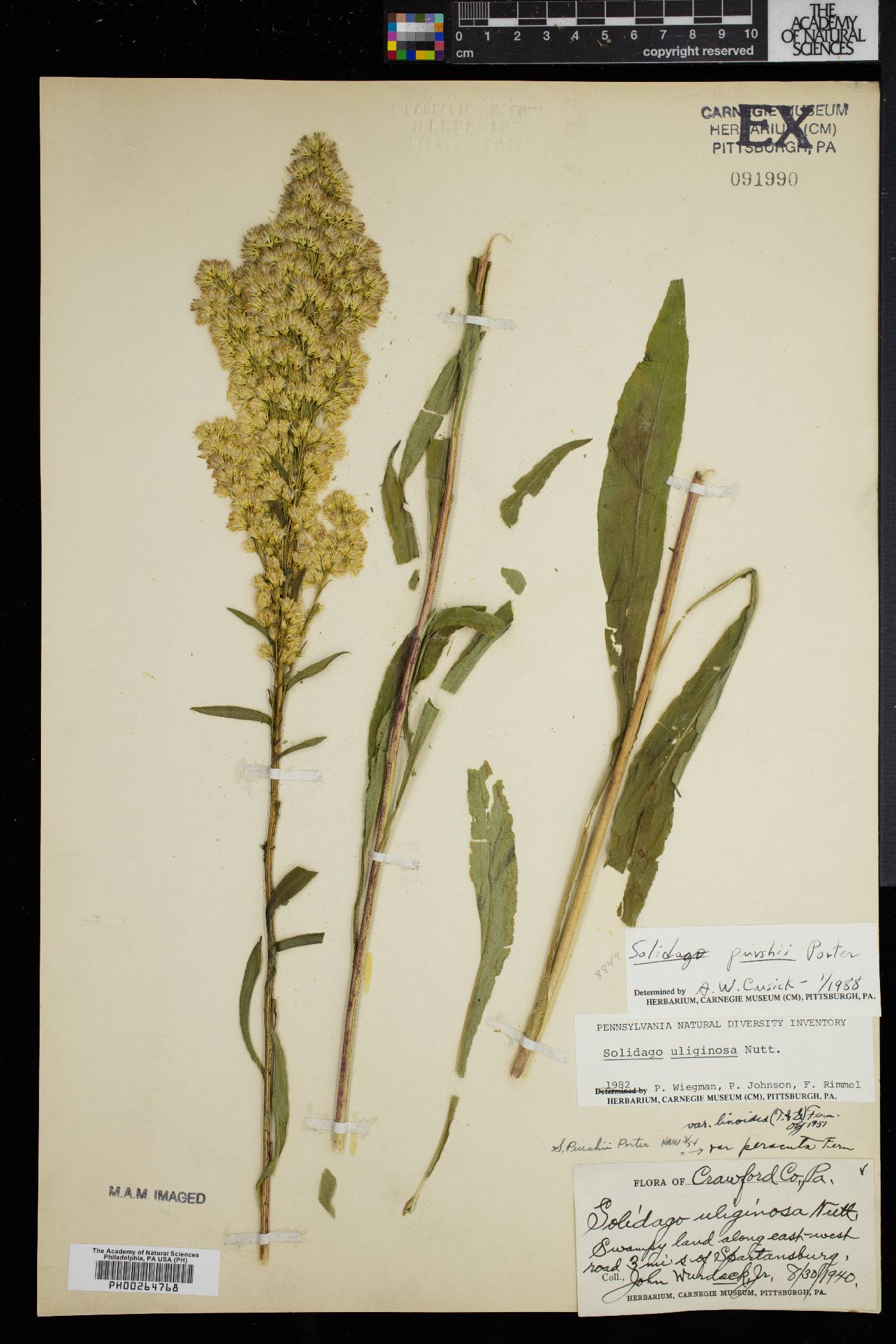 Solidago purshii image