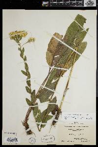 Solidago rigida image