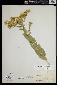 Solidago rigida image