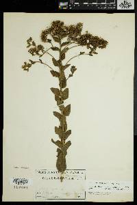 Solidago rigida image