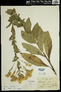 Solidago rigida image