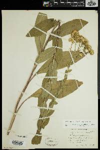 Solidago rigida image