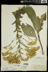 Solidago rigida image