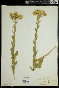 Solidago rigida image