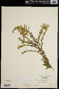 Solidago rugosa var. aspera image