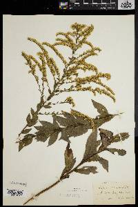 Solidago rugosa var. aspera image