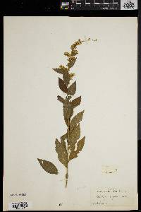 Solidago rugosa var. aspera image