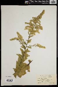 Solidago rugosa var. aspera image