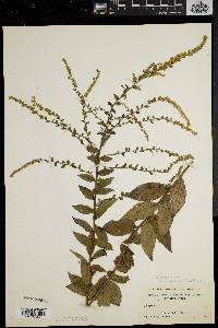 Solidago rugosa var. celtidifolia image