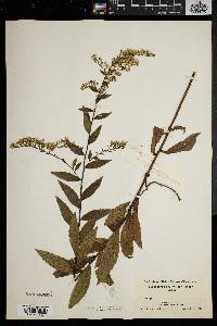 Solidago rugosa var. sphagnophila image