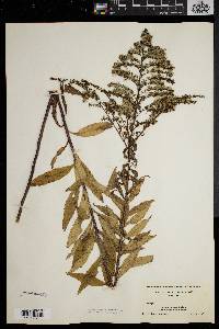 Solidago rugosa var. sphagnophila image