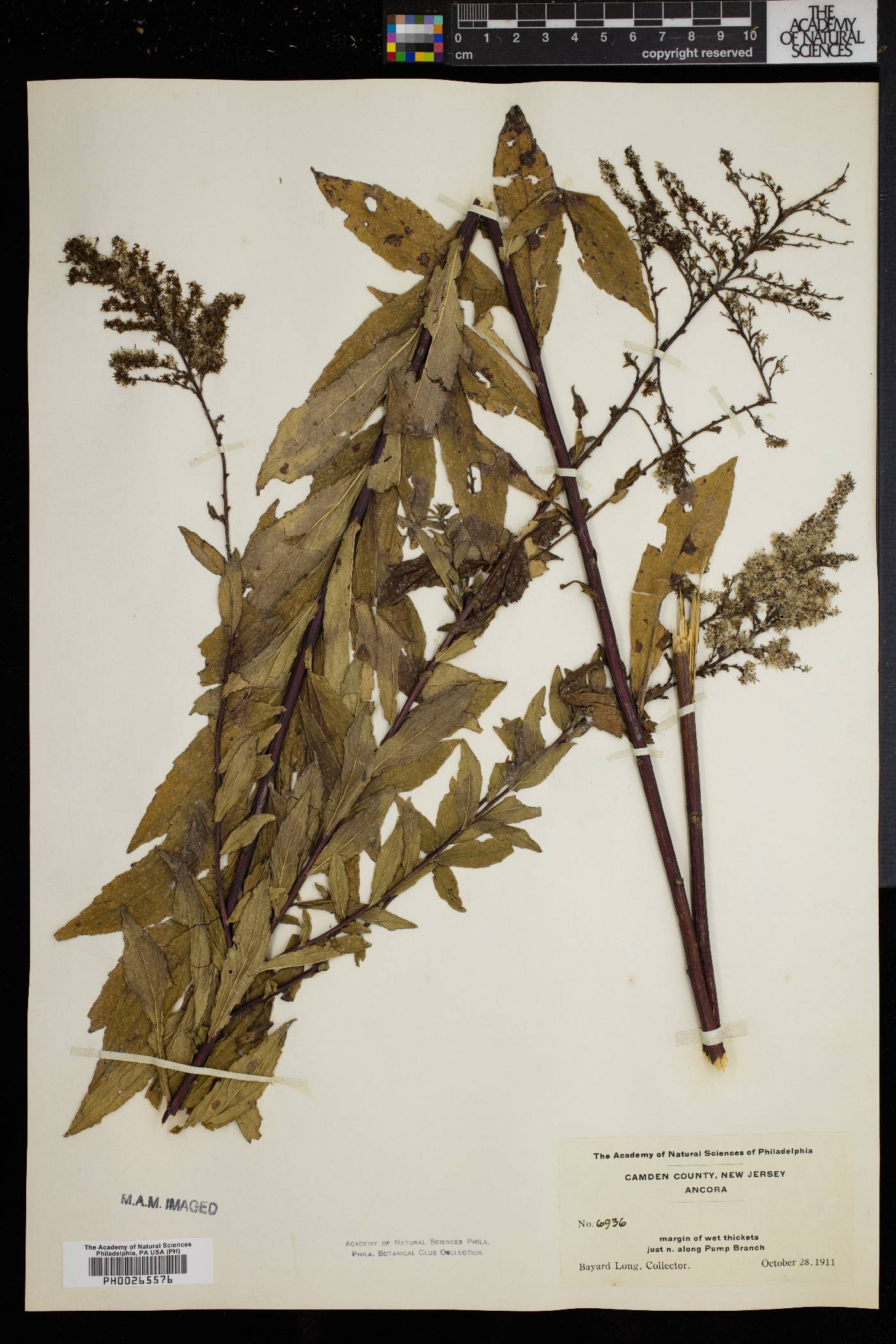 Solidago rugosa var. sphagnophila image