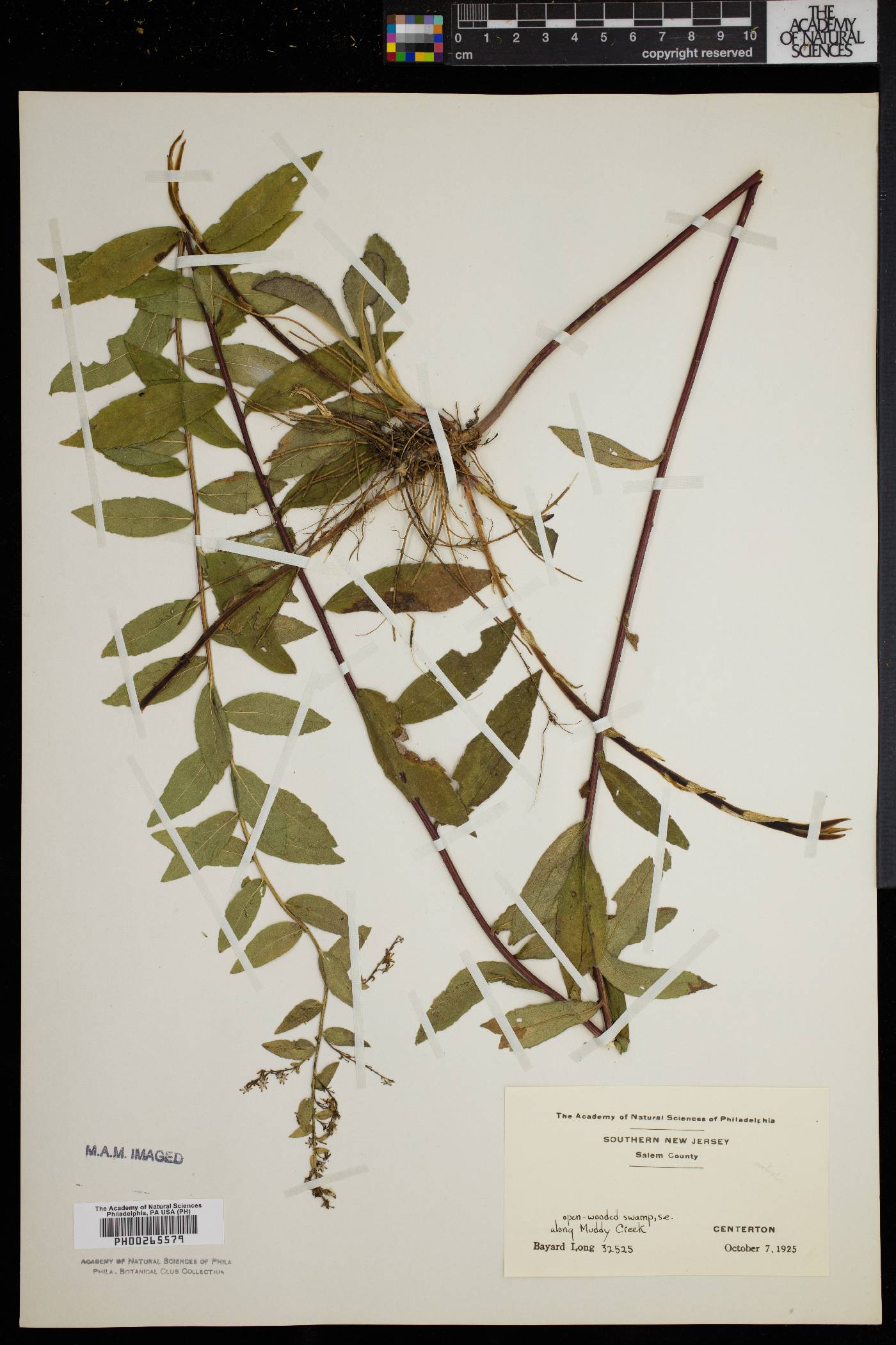 Solidago rugosa var. sphagnophila image