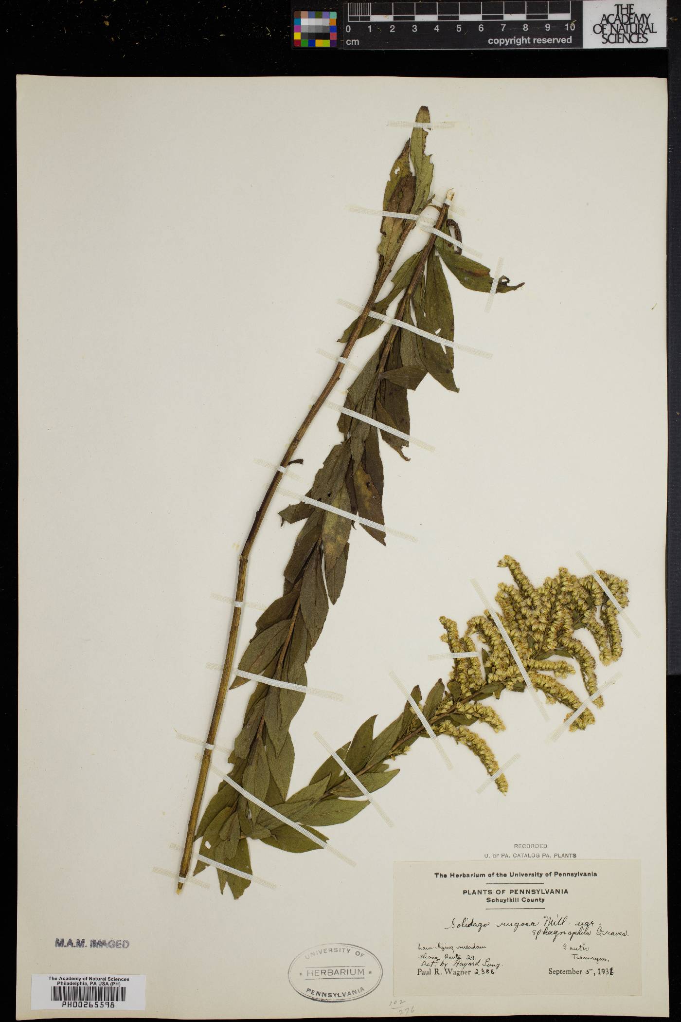 Solidago rugosa var. sphagnophila image