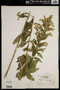 Solidago rugosa var. sphagnophila image