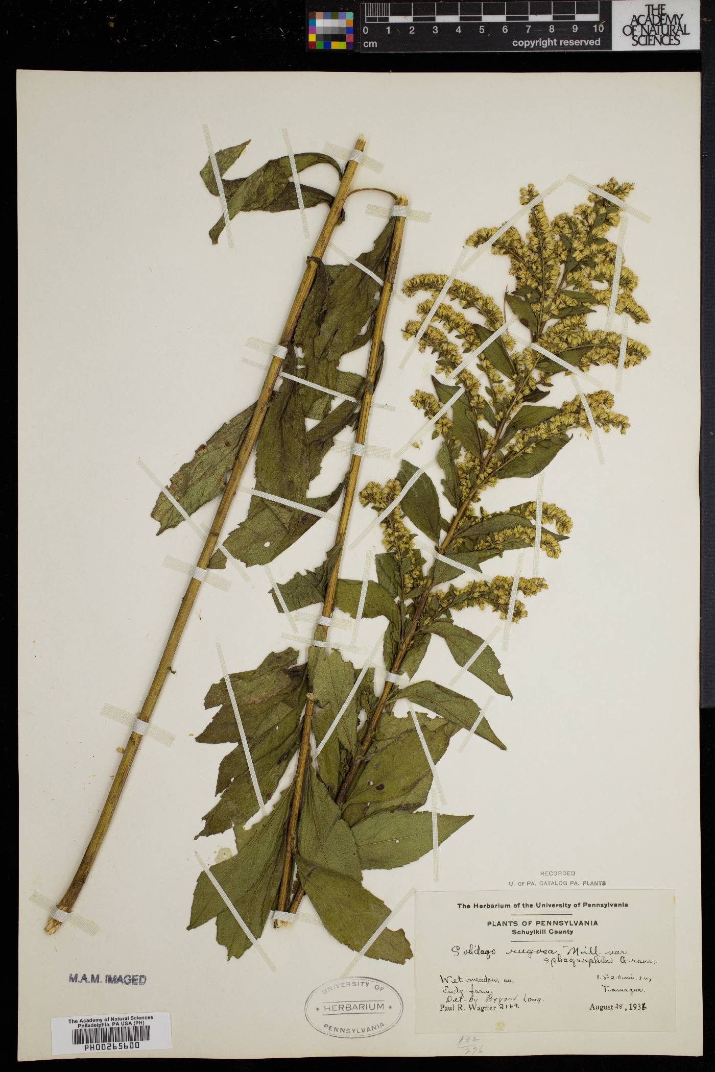 Solidago rugosa var. sphagnophila image