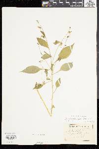 Campanulastrum americanum image