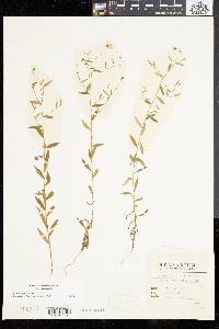 Palustricodon aparinoides image