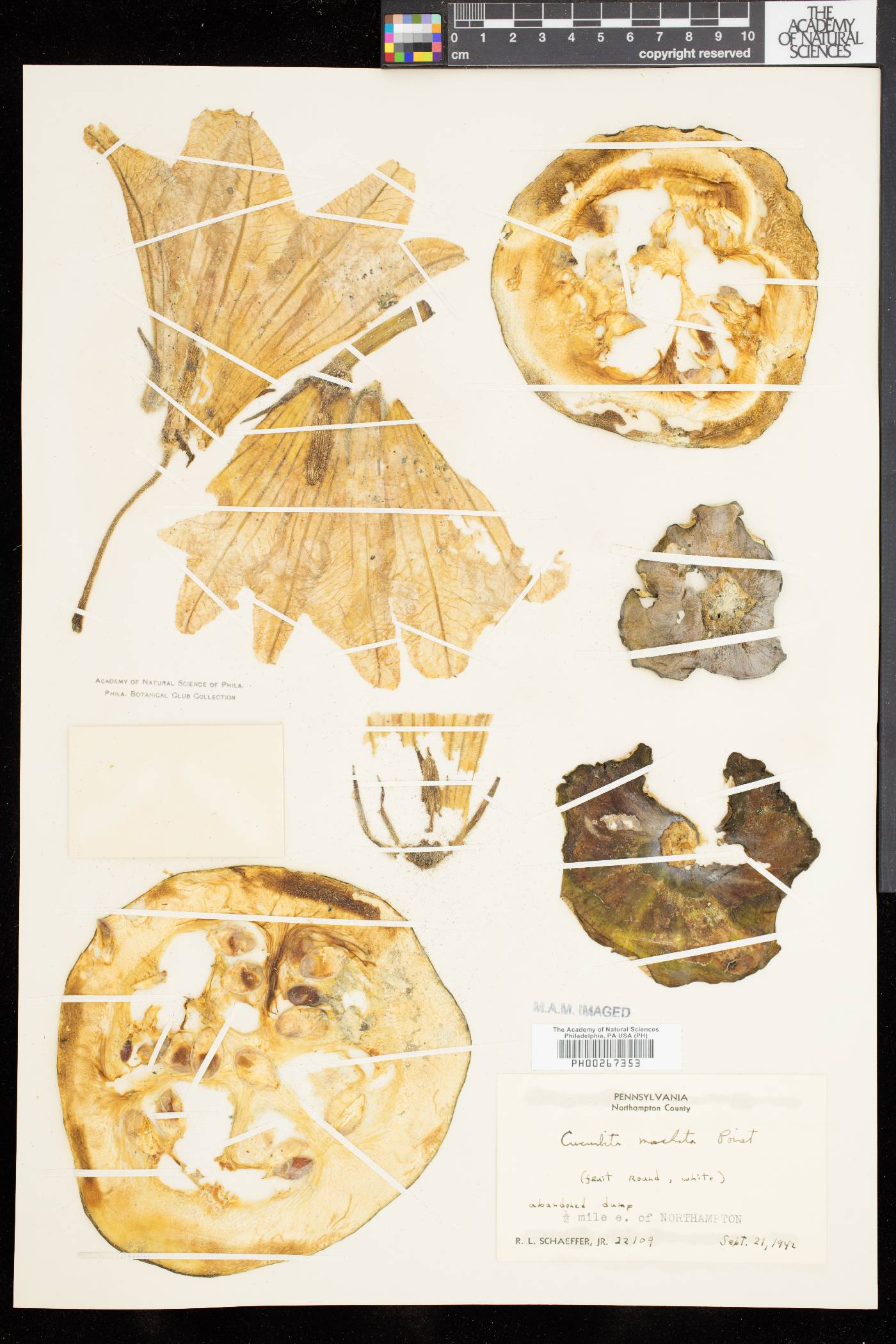 Cucurbita moschata image