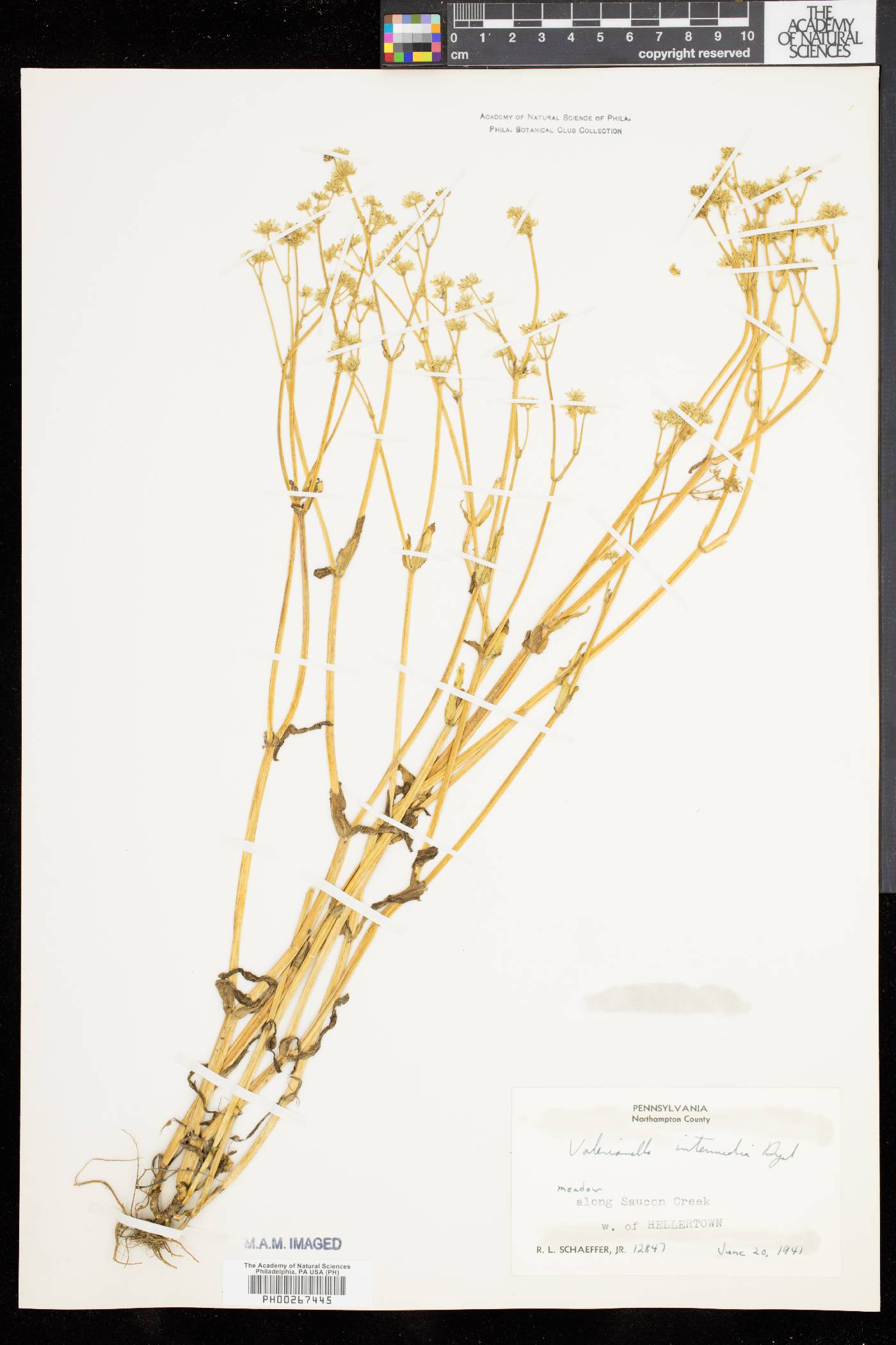 Valerianella intermedia image