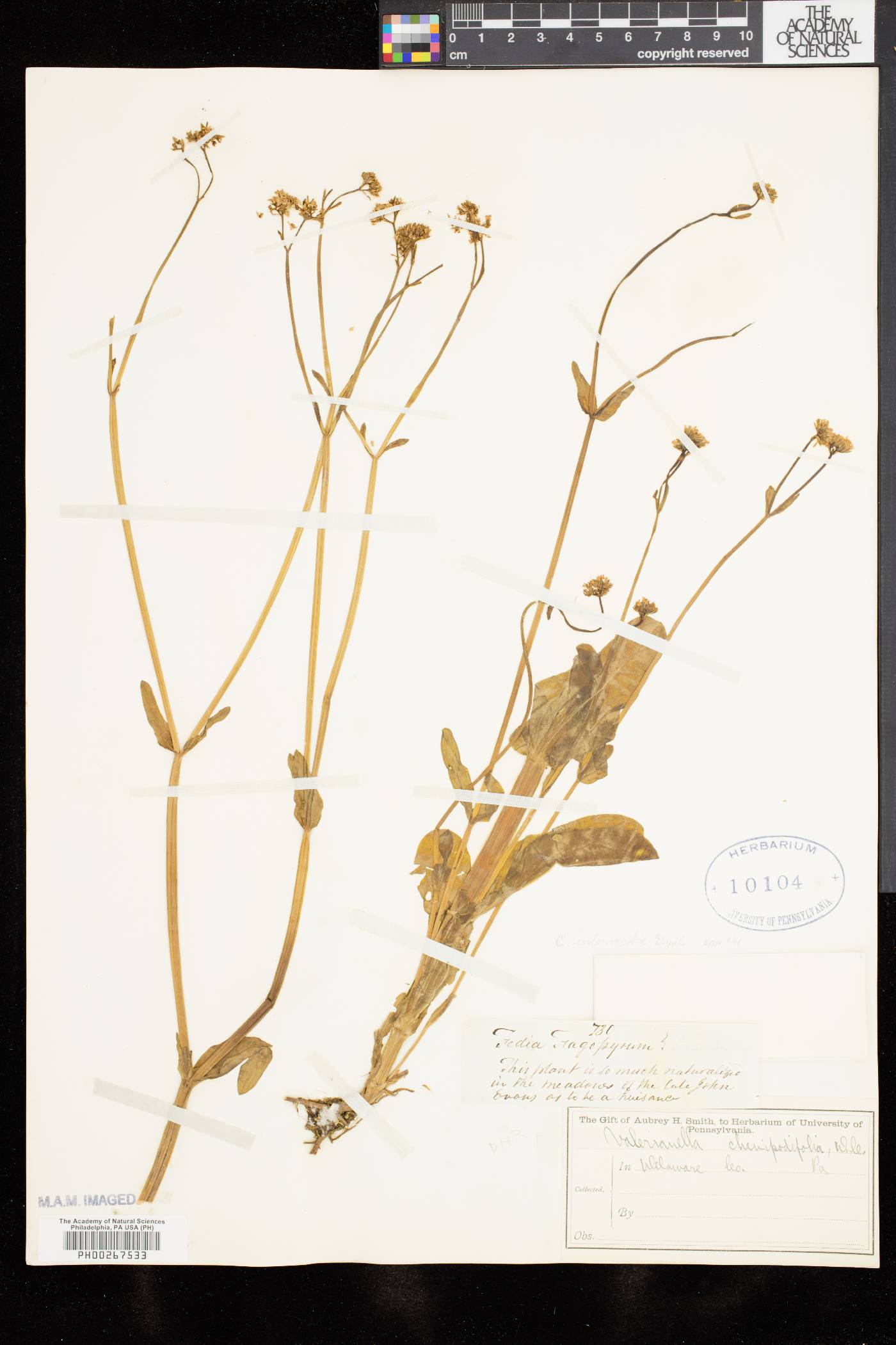 Valerianella intermedia image