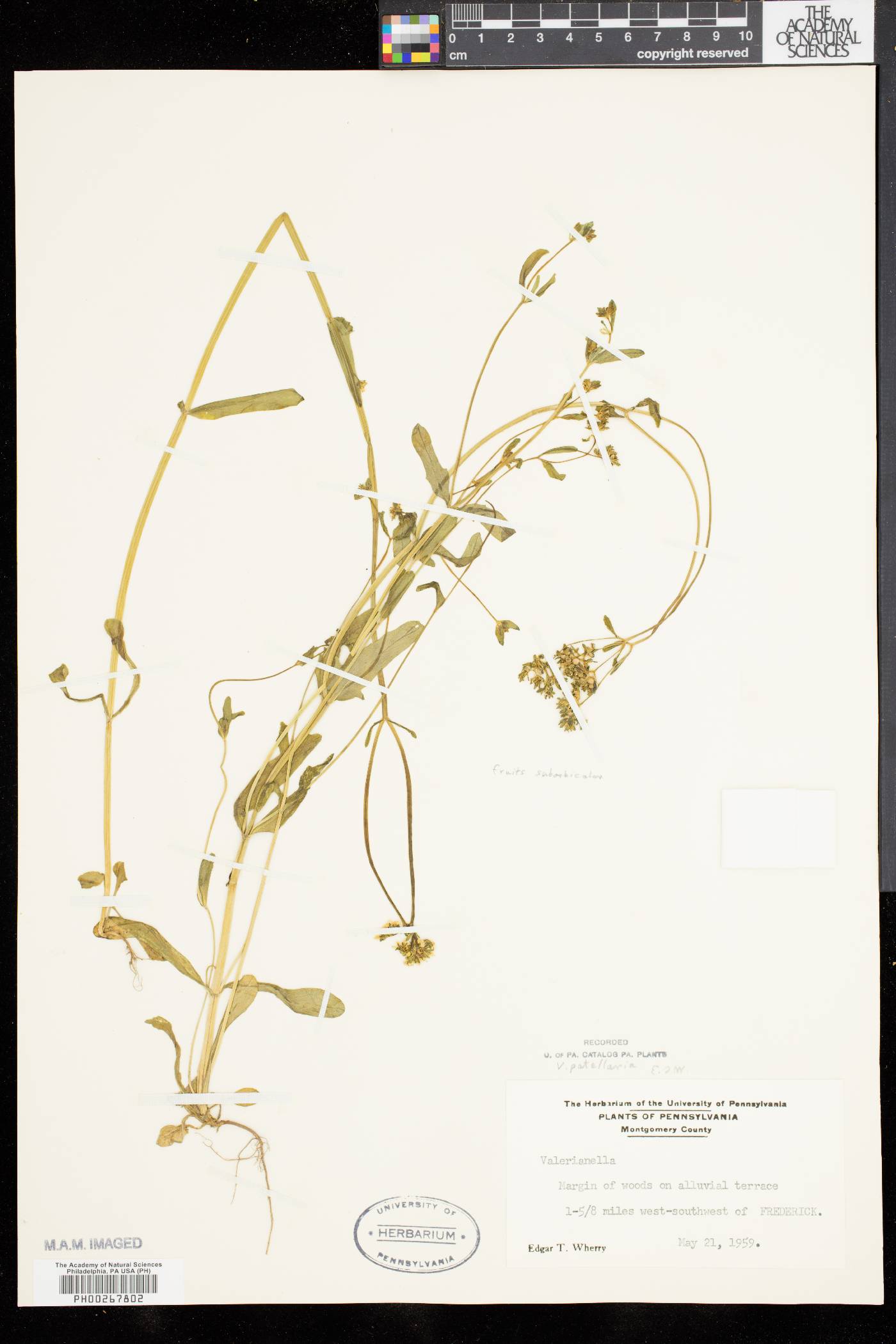 Valerianella patellaria image