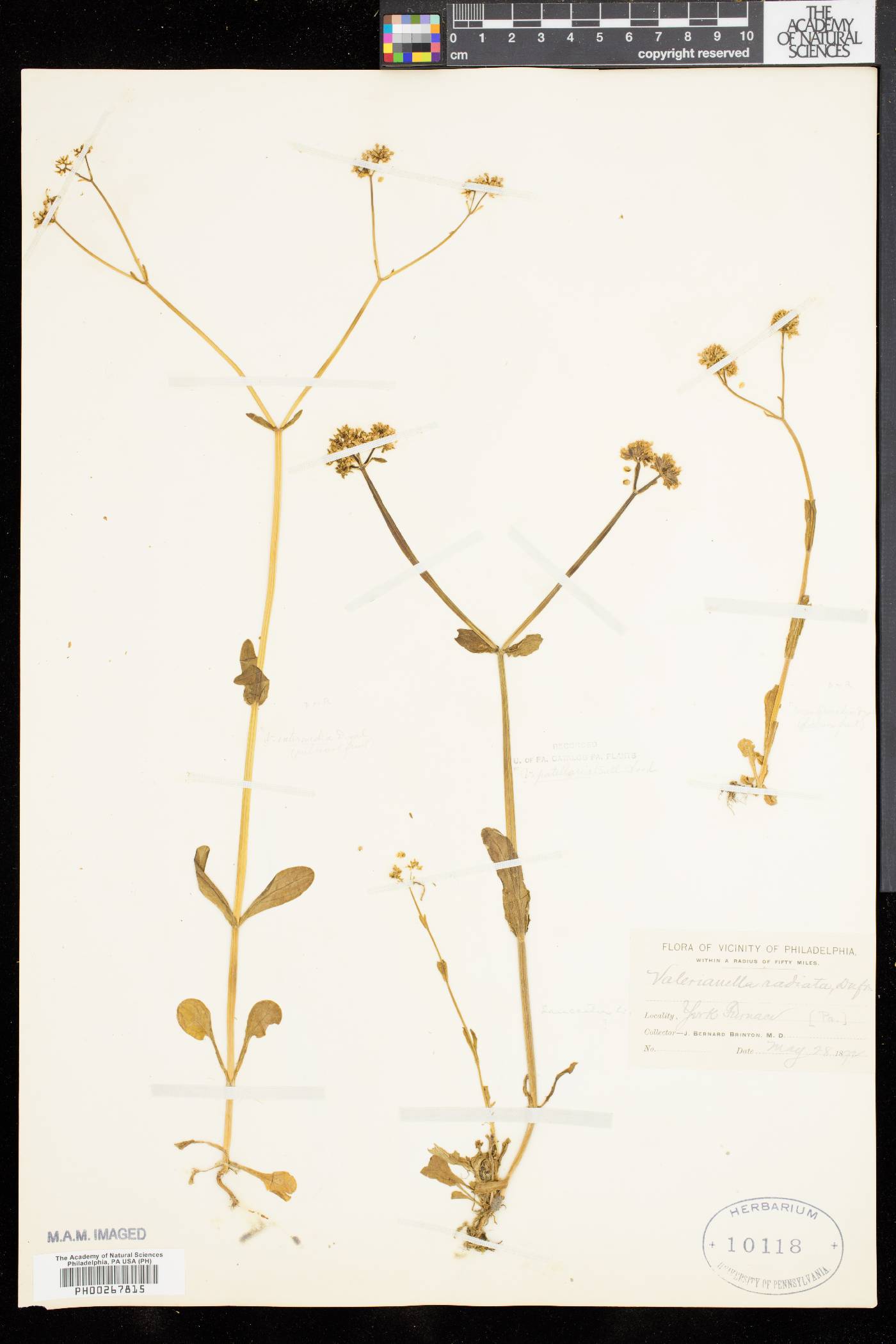 Valerianella patellaria image