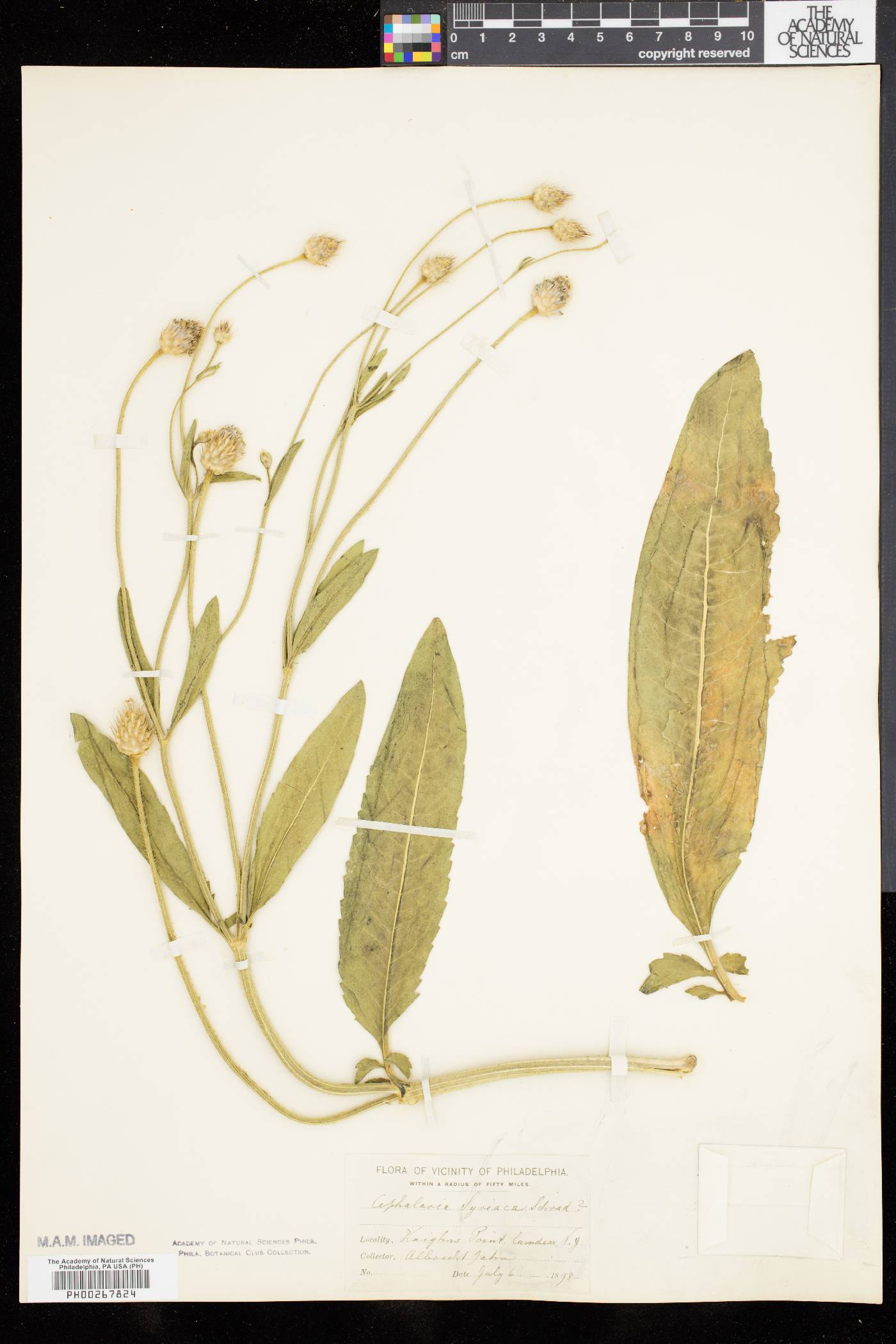 Cephalaria syriaca image