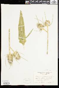 Dipsacus fullonum image